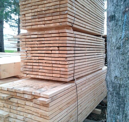 Eastern White Cedar